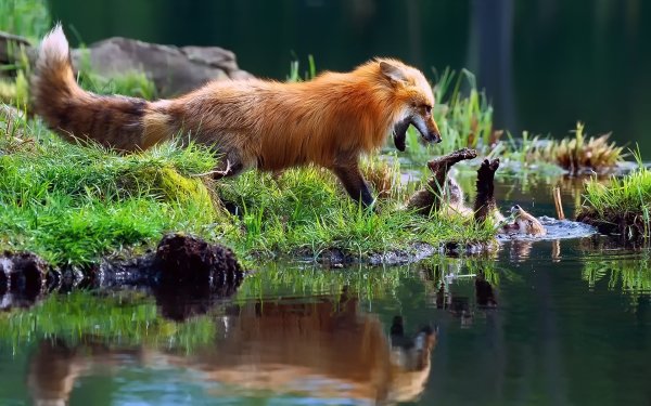 Дикая природа