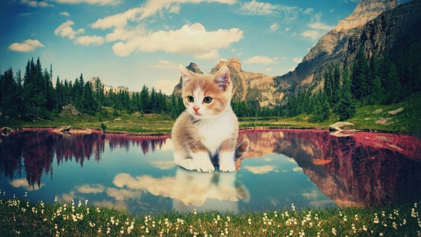 Красивые пейзажи с животными
