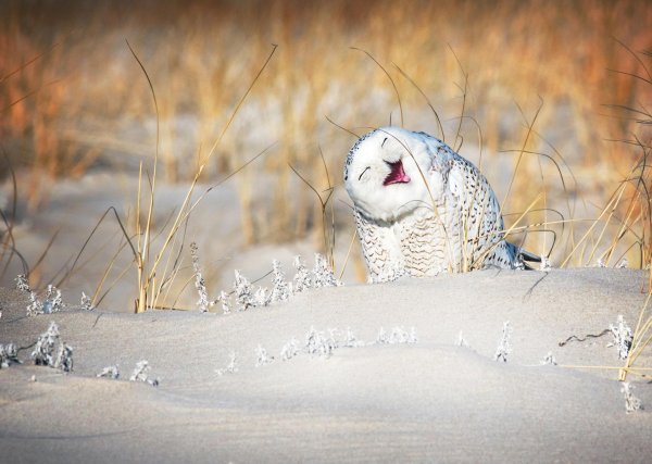 Финалисты конкурса comedy Wildlife Photography Awards 2019