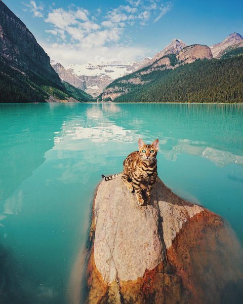 Кошка путешественница Сьюки