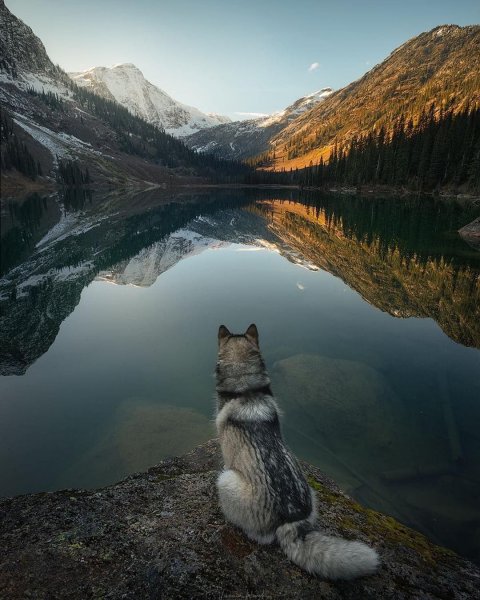 Мотивация волк