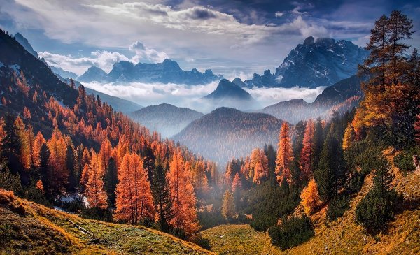 Лес горы