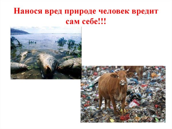Ущерб от пожаров в лесу