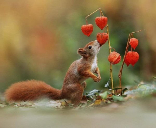 Веселая природа