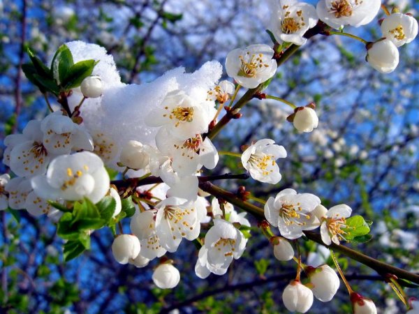 Природа в мае