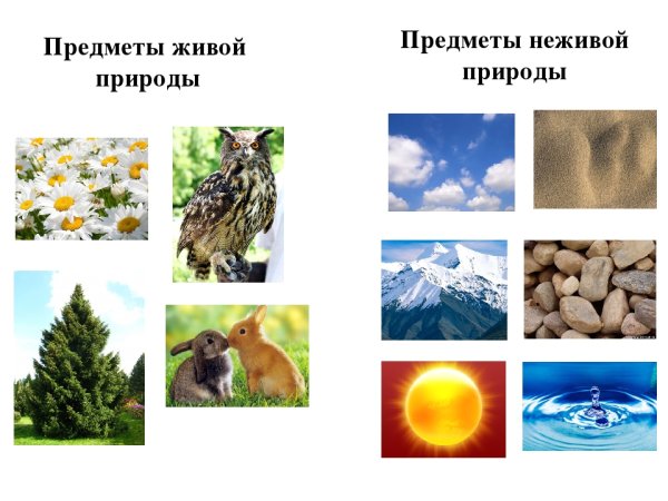 3 Объекта живой природы и 3 объекты неживой природы
