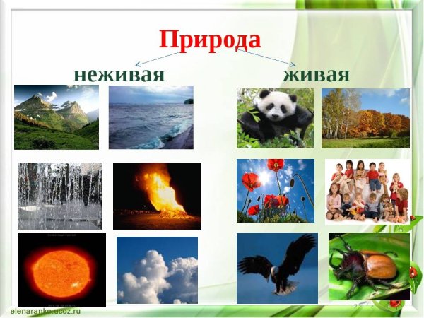Объекты неживой природы объекты живой природы