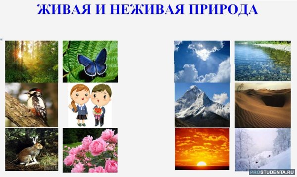 Живая и неживая природа