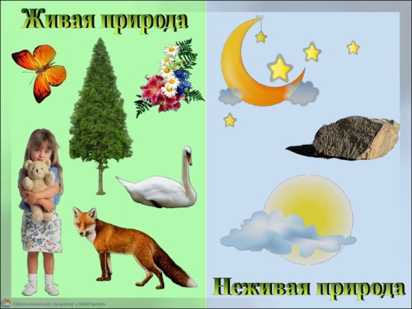Живая и ее Живая природа