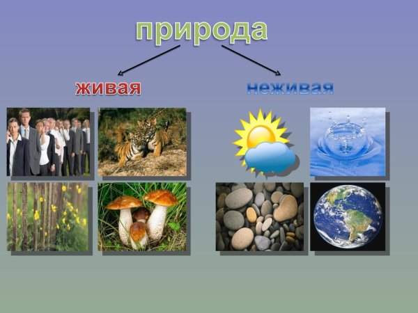 Живые и неживые организмы