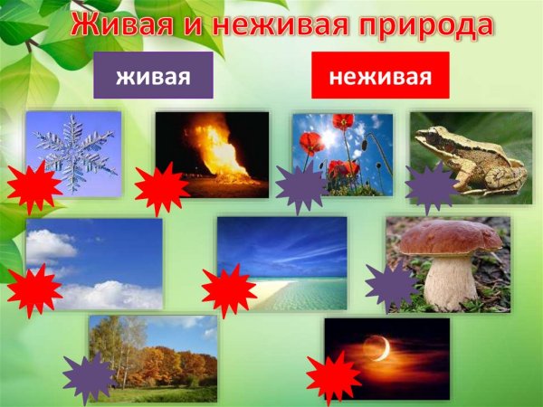 Живая и неживая природа