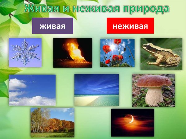 Жиыая и не зивая природа