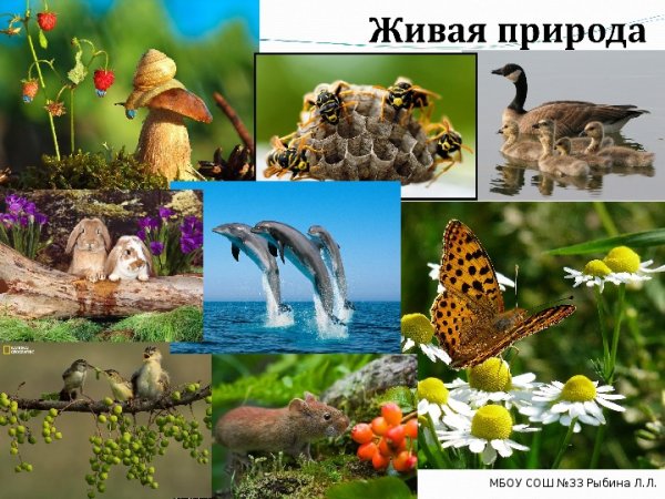 Объекты живой природы