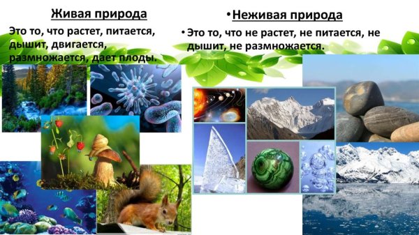 Живая и недива ЯПРИРОДА