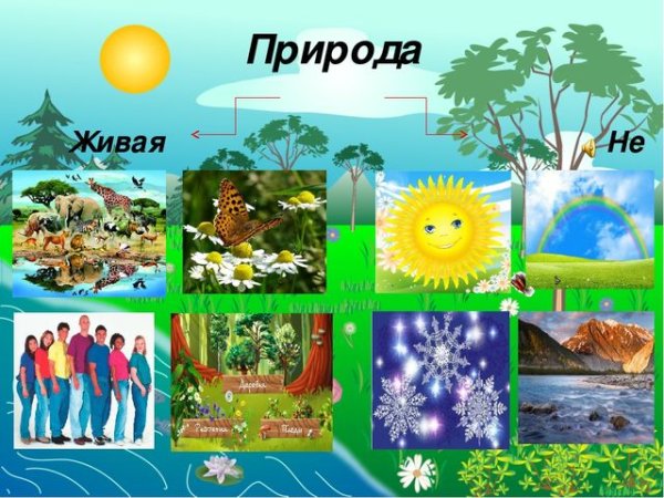 Карточки Живая природа для детского сада