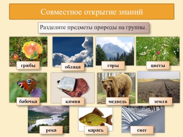 Объекты живой природы
