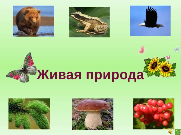 Живая природа для дошкольников