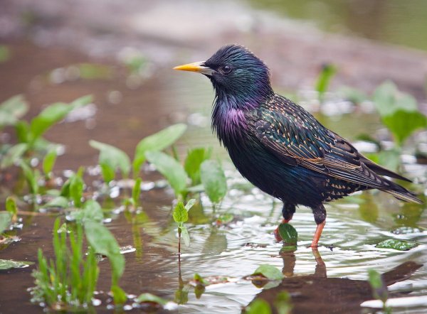 Sturnus vulgaris