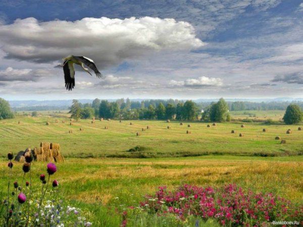 Россия просторы Березки реки
