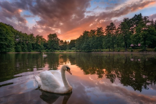 Лебедь взлетает с воды