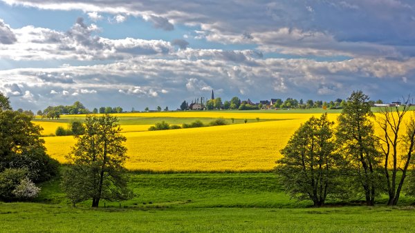 Германия поле рапса