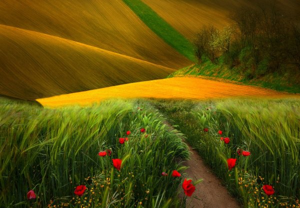 Природа поле с цветами