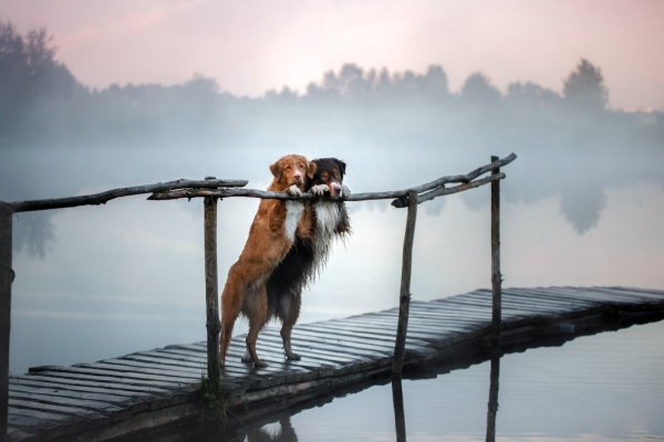 Природа и животные