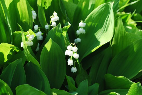 Convallaria Majalis
