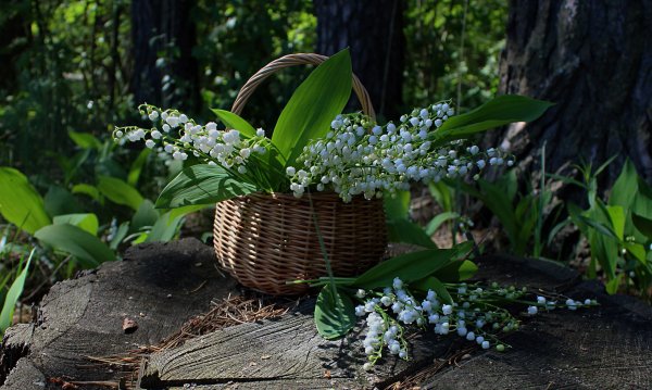 Весна Ландыши в лесу