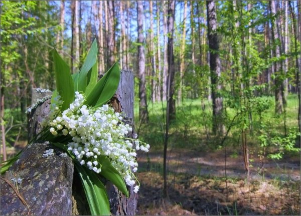 Ландыш грандифлора