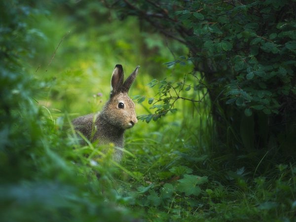Заяц Русак широколиственных лесов