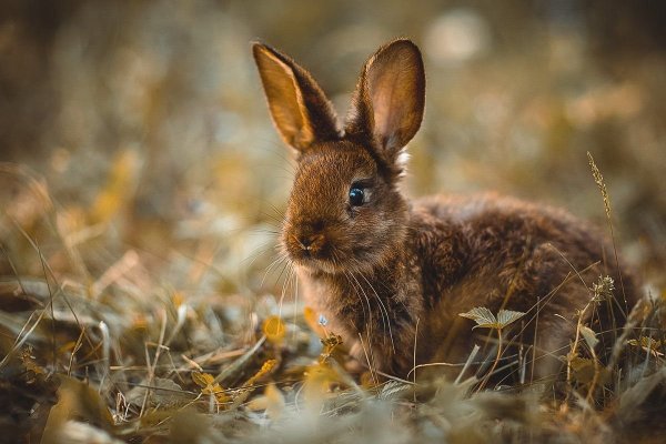 Картинки заяц в природе (68 фото) » Картинки и статусы про окружающий мир  вокруг