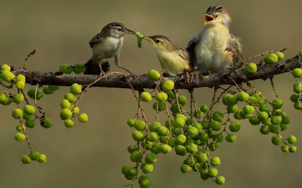 Лучшие фотографии живой природы