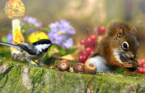 Природа животные птицы