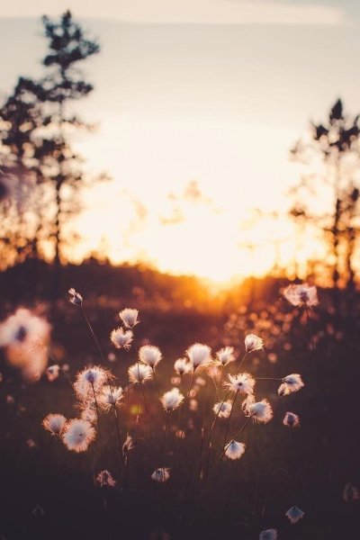 Аватарка для инстаграма природа