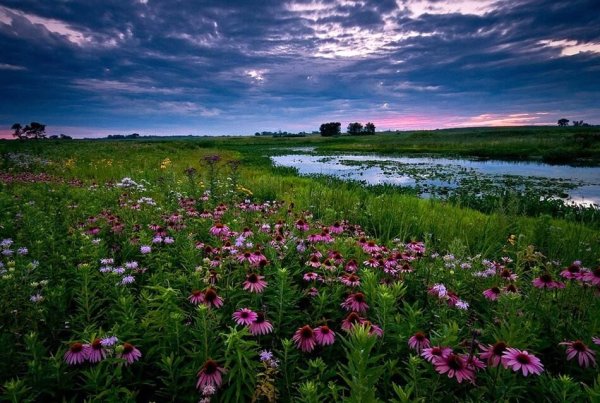 Июль природа