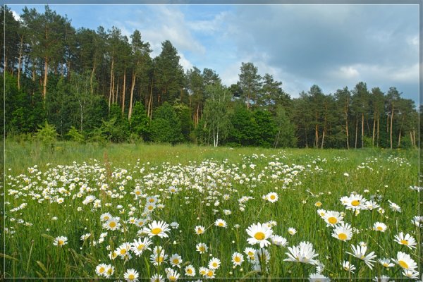 Июль природа