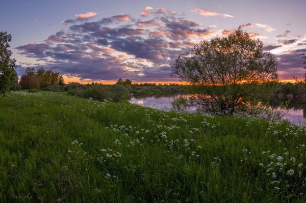 Летняя природа