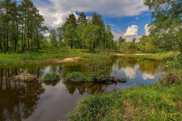 Весенний лес у реки