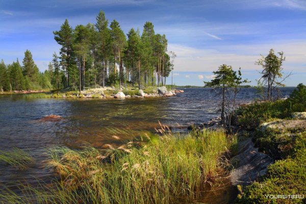 Карельская Тайга