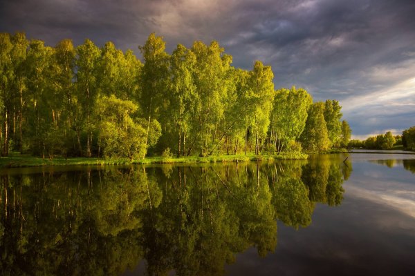 Лес река Подмосковье