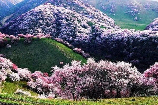 Япония дерево Сакура