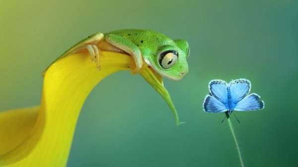 Природа и животные
