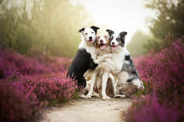 Природа птицы