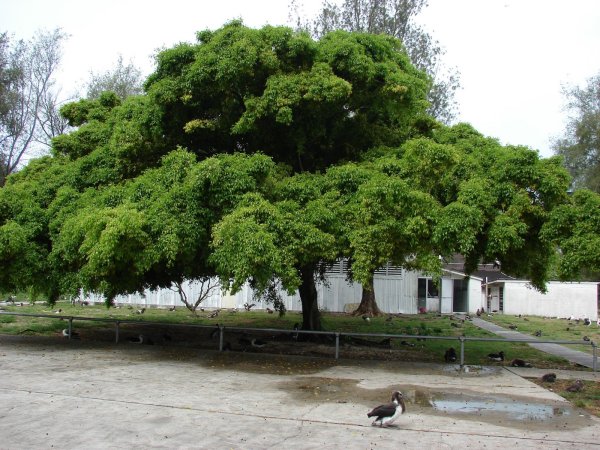 Фикус Бенджамина дерево в природе