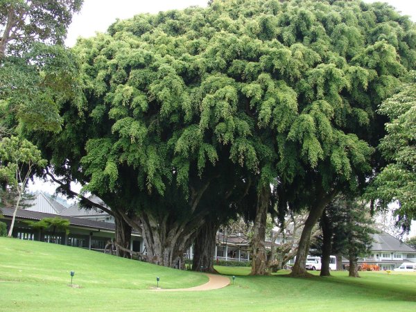 Фикус benjamina Tree