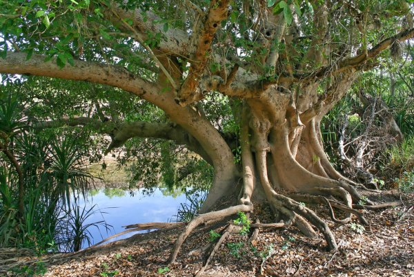 Ficus racemosa
