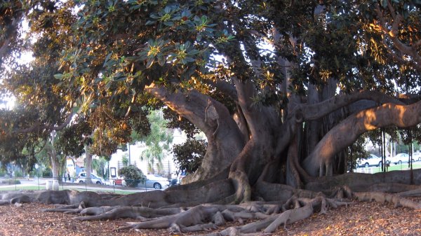 Moreton Bay Fig Tree