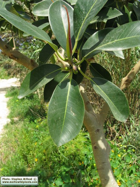 Ficus rubiginosa (фикус)