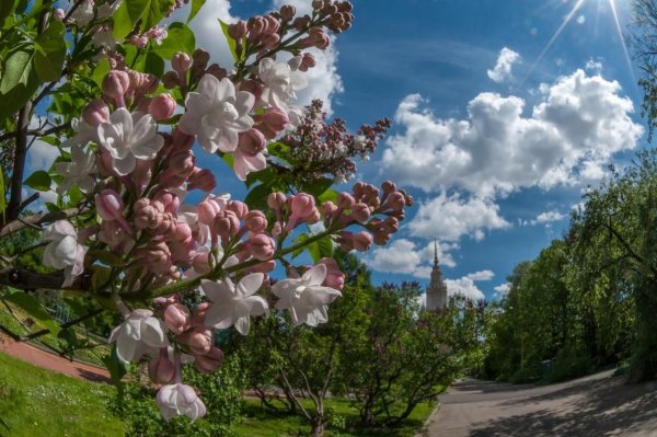 Весенняя красота природы